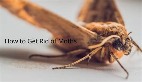 twitter hermit moth|Moth Control & Prevention .